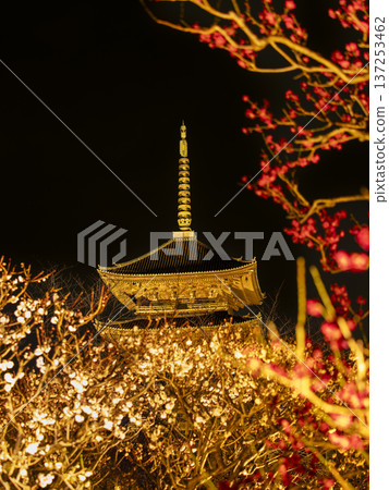 東寺的五層寶塔和燈光照耀下的紅梅花 137253462