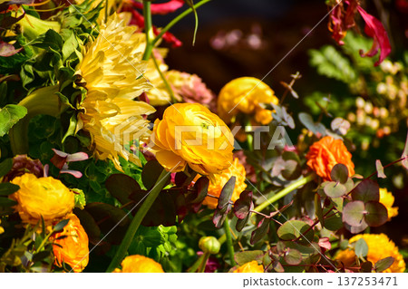Close-up of Ranunculus asiaticus in the garden. Yellow and orange Ranunculus asiaticus flowers in rural. Flower and plant. 137253471