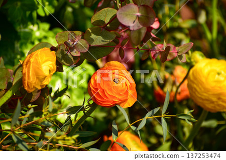 Close-up of Ranunculus asiaticus in the garden. Yellow and orange Ranunculus asiaticus flowers in rural. Flower and plant. 137253474