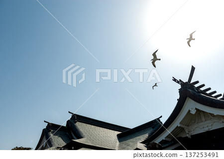 The old shrine building of Kabushima Shrine in Hachinohe City, Aomori Prefecture (before it was destroyed by fire), and a black-tailed gull flying in the blue sky over the roof of the shrine building The old shrine building of Kabushima Shrine in Hachinohe City, Aomori Prefecture (before it was destroyed by fire), and a black-tailed gull flying in the blue sky over the roof of the shrine building 137253491