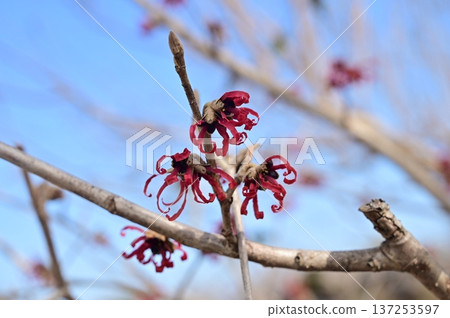 Witch hazel (Hamamelidaceae) Saxifragales Witch hazel (Hamamelidaceae) Saxifragales 137253597