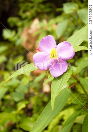 Pink melastoma flowers, wild plants of Annapurna (Nepal) Pink melastoma flowers, wild plants of Annapurna (Nepal) 137253801