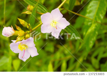 五瓣野牡丹花(尼泊爾喜馬拉雅山脈) 五瓣野牡丹花(尼泊爾喜馬拉雅山脈) 137253803