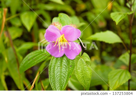 粉紅野牡丹花與昆蟲(喜馬拉雅) 粉紅野牡丹花與昆蟲(喜馬拉雅) 137253804
