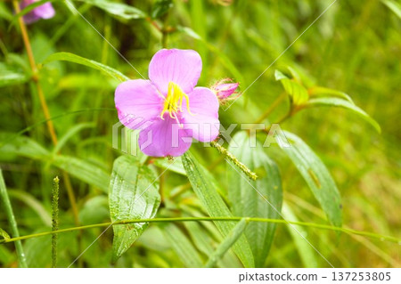 山野間盛開著粉紅色的野牡丹花(安納普爾納) 山野間盛開著粉紅色的野牡丹花(安納普爾納) 137253805