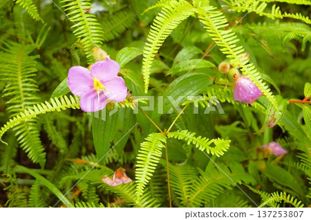 喜馬拉雅森林中,粉紅色的野牡丹花在蕨類植物叢中綻放。 喜馬拉雅森林中,粉紅色的野牡丹花在蕨類植物叢中綻放。 137253807