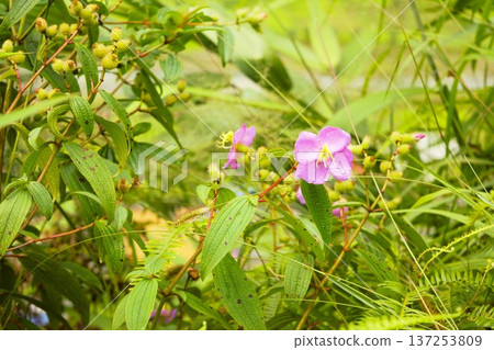 野牡丹花與花蕾,安納普爾納的自然景觀 野牡丹花與花蕾,安納普爾納的自然景觀 137253809