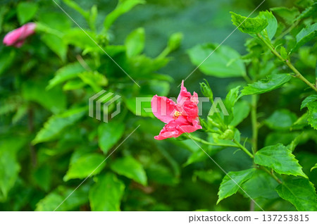 Close-up of Hibiscus flowers in the garden. Pink and red hibiscus flowers with green leaves in rural. Flower and plant. Close-up of Hibiscus flowers in the garden. Pink and red hibiscus flowers with green leaves in rural. Flower and plant. 137253815