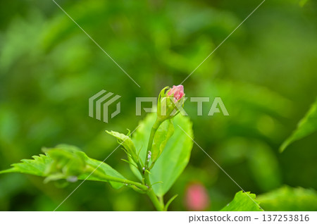 Close-up of Hibiscus flowers in the garden. Pink and red hibiscus flowers with green leaves in rural. Flower and plant. Close-up of Hibiscus flowers in the garden. Pink and red hibiscus flowers with green leaves in rural. Flower and plant. 137253816