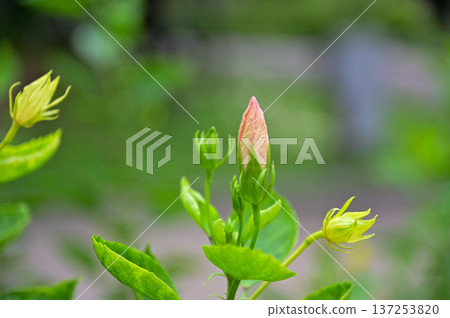 Close-up of Hibiscus flowers in the garden. Pink and red hibiscus flowers with green leaves in rural. Flower and plant. Close-up of Hibiscus flowers in the garden. Pink and red hibiscus flowers with green leaves in rural. Flower and plant. 137253820