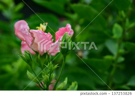 Close-up of Hibiscus flowers in the garden. Pink and red hibiscus flowers with green leaves in rural. Flower and plant.  137253826