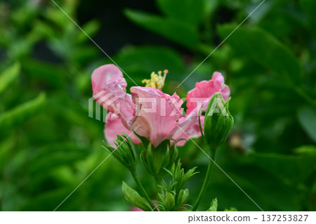 Close-up of Hibiscus flowers in the garden. Pink and red hibiscus flowers with green leaves in rural. Flower and plant. Close-up of Hibiscus flowers in the garden. Pink and red hibiscus flowers with green leaves in rural. Flower and plant. 137253827