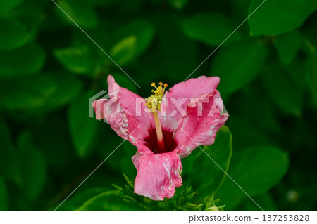 Close-up of Hibiscus flowers in the garden. Pink and red hibiscus flowers with green leaves in rural. Flower and plant.  137253828