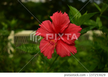 Close-up of Hibiscus flowers in the garden. Pink and red hibiscus flowers with green leaves in rural. Flower and plant.  137253829