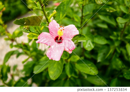 Close-up of Hibiscus flowers in the garden. Pink and red hibiscus flowers with green leaves in rural. Flower and plant. Close-up of Hibiscus flowers in the garden. Pink and red hibiscus flowers with green leaves in rural. Flower and plant. 137253834