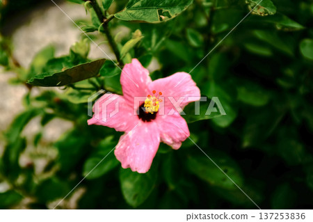 Close-up of Hibiscus flowers in the garden. Pink and red hibiscus flowers with green leaves in rural. Flower and plant. Close-up of Hibiscus flowers in the garden. Pink and red hibiscus flowers with green leaves in rural. Flower and plant. 137253836