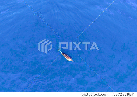 Top view of bottlenose dolphins in sea water. Top view of bottlenose dolphins in sea water. 137253997