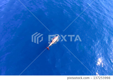 Top view of bottlenose dolphins in sea water. Top view of bottlenose dolphins in sea water. 137253998