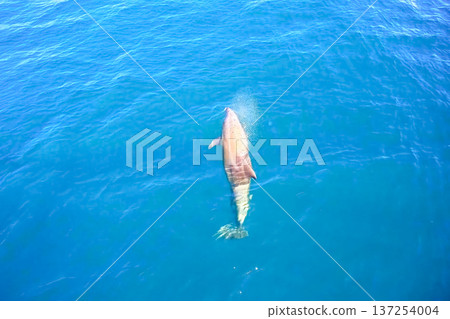 Top view of bottlenose dolphins in sea water. Top view of bottlenose dolphins in sea water. 137254004