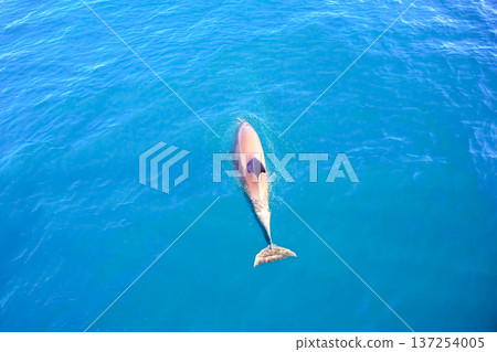 Top view of bottlenose dolphins in sea water. 137254005