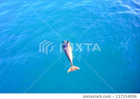Top view of bottlenose dolphins in sea water. Top view of bottlenose dolphins in sea water. 137254006