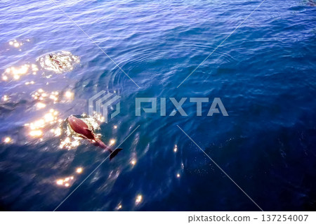 Top view of bottlenose dolphins in sea water. Top view of bottlenose dolphins in sea water. 137254007