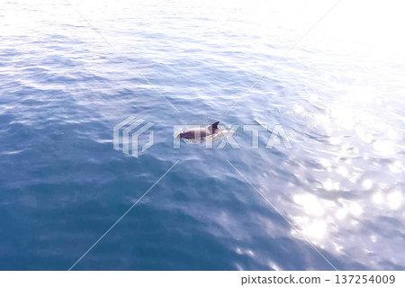 Top view of bottlenose dolphins in sea water. Top view of bottlenose dolphins in sea water. 137254009