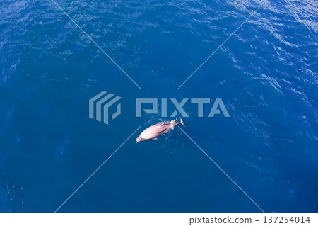 Top view of bottlenose dolphins in sea water. Top view of bottlenose dolphins in sea water. 137254014
