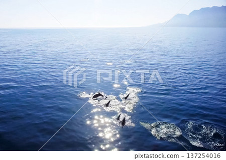 Top view of bottlenose dolphins in sea water. 137254016