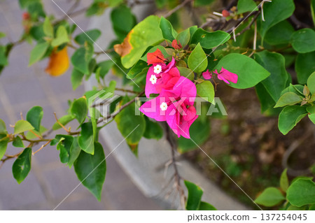 Close-up of pink Bougainvillea in street. Beautiful colorful mediterranean plant. Tropical flowers background. Flower and plant 137254045