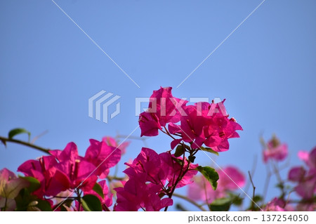 Close-up of pink Bougainvillea in street. Beautiful colorful mediterranean plant. Tropical flowers background. Flower and plant 137254050
