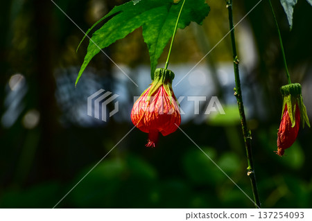 Close-up of Abutilon pictum with sunlight in the garden. Red flowers in rural. Flower and plant. Close-up of Abutilon pictum with sunlight in the garden. Red flowers in rural. Flower and plant. 137254093