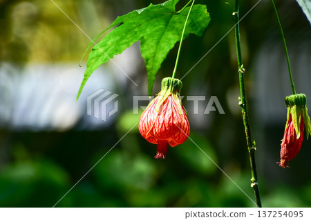 Close-up of Abutilon pictum with sunlight in the garden. Red flowers in rural. Flower and plant. 137254095