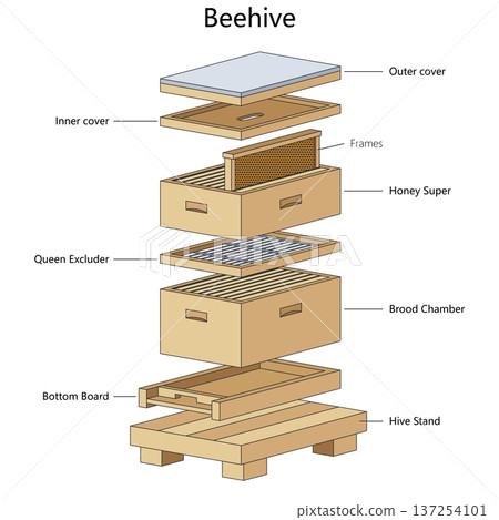 Beehive structure diagram science vector Beehive structure diagram science vector 137254101