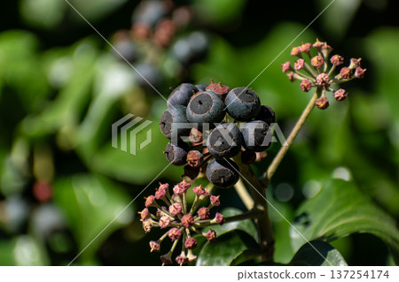 Poet ivy or climbing ivy with ripe berries that are toxic to humans but a treat for many birds, hedera helix Poet ivy or climbing ivy with ripe berries that are toxic to humans but a treat for many birds, hedera helix 137254174