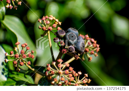 Poet ivy or climbing ivy with ripe berries that are toxic to humans but a treat for many birds, hedera helix 137254175