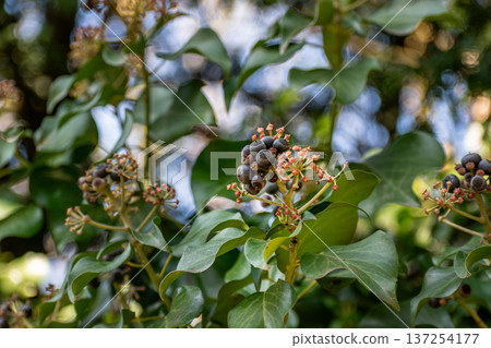 Poet ivy or climbing ivy with ripe berries that are toxic to humans but a treat for many birds, hedera helix Poet ivy or climbing ivy with ripe berries that are toxic to humans but a treat for many birds, hedera helix 137254177