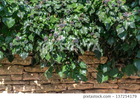 Poet ivy or climbing ivy with ripe berries that are toxic to humans but a treat for many birds, hedera helix 137254179