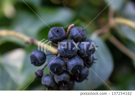 Poet ivy or climbing ivy with ripe berries that are toxic to humans but a treat for many birds, hedera helix 137254182