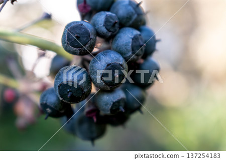 Poet ivy or climbing ivy with ripe berries that are toxic to humans but a treat for many birds, hedera helix 137254183