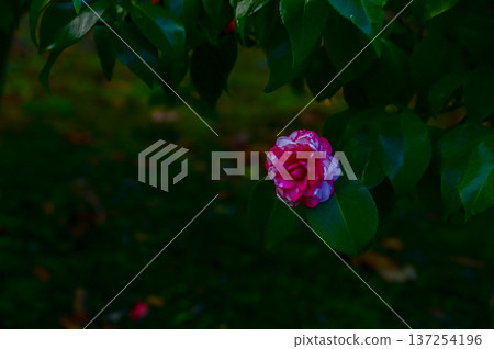 Pink and white Japanese camellia in garden with green leaves. Pink flowers in rural. Flower and plant. Pink and white Japanese camellia in garden with green leaves. Pink flowers in rural. Flower and plant. 137254196