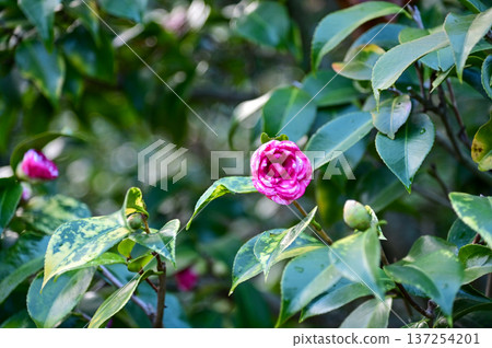 Pink and white Japanese camellia in garden with green leaves. Pink flowers in rural. Flower and plant. 137254201