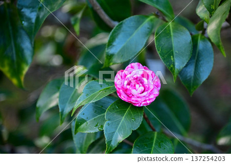 Pink and white Japanese camellia in garden with green leaves. Pink flowers in rural. Flower and plant. Pink and white Japanese camellia in garden with green leaves. Pink flowers in rural. Flower and plant. 137254203