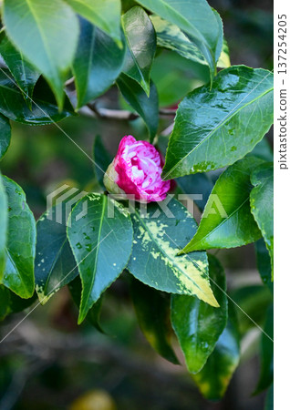 Pink and white Japanese camellia in garden with green leaves. Pink flowers in rural. Flower and plant. 137254205