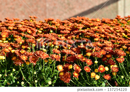 Close-up of chrysanthemums under the sunlight in the garden. Orange flowers in rural. Flower and plant. Close-up of chrysanthemums under the sunlight in the garden. Orange flowers in rural. Flower and plant. 137254220