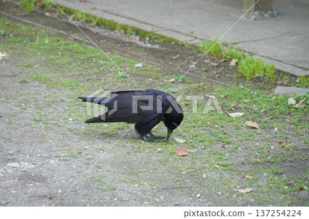Crow walking on the ground③ Crow walking on the ground③ 137254224