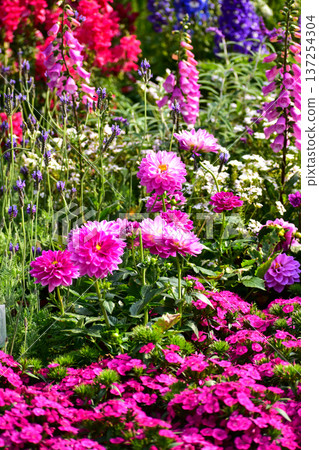 Close-up of pink Dahlia flowers in the garden. Pink flowers with sunlight in garden. Flower and plant. 137254304