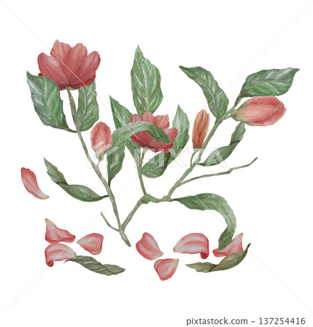 Watercolor illustration Wedding collection A tree branch with flowers and leaves PNG transparent background Hand drawing Vintage Watercolor illustration Wedding collection A tree branch with flowers and leaves PNG transparent background Hand drawing Vintage 137254416