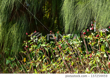 The view of the field of grass in outdoors. Beautiful view in rural, countryside. Rural scene. The view of the field of grass in outdoors. Beautiful view in rural, countryside. Rural scene. 137254459