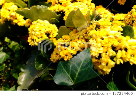 Close-up of Oregon Grape Holly (Mahonia aquifolium) in the garden. Yellow flowers in rural under sunlight. Flower and plant. Close-up of Oregon Grape Holly (Mahonia aquifolium) in the garden. Yellow flowers in rural under sunlight. Flower and plant. 137254460